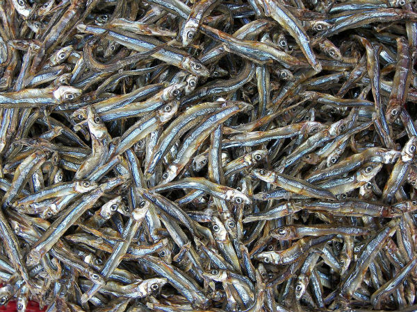 Nguồn gốc của mắm nêm cá cơm-3