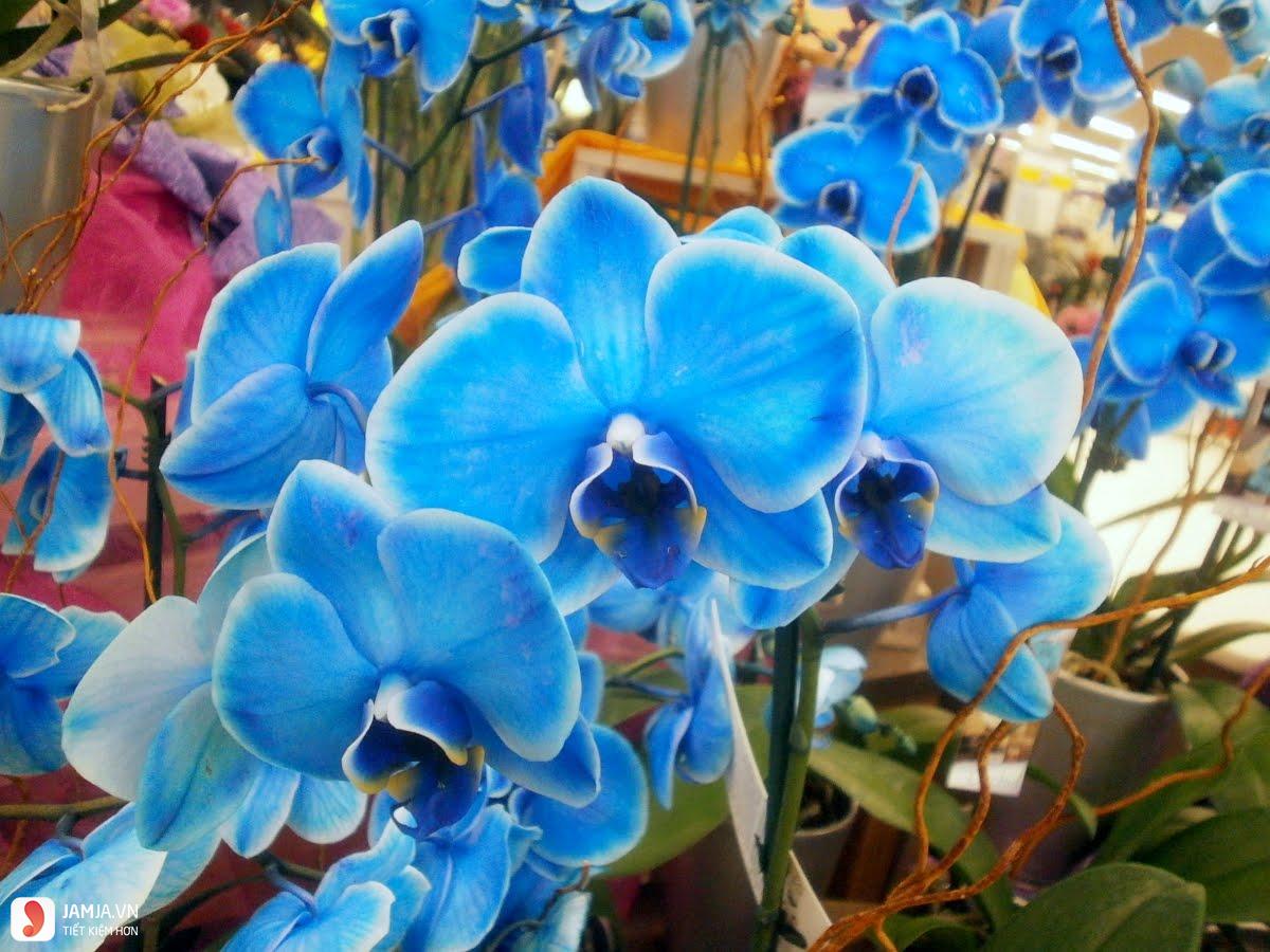 Hoa lan hồ điệp xanh dương