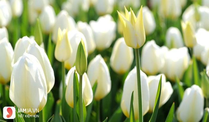 Nên trồng hoa gì bán Tết 2018- hoa tulip
